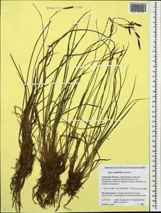 Carex rigidioides (Gorodkov) V.I.Krecz., Siberia, Russian Far East (S6) (Russia)