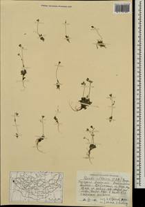 Draba altaica (C. A. Mey.) Bunge, Mongolia (MONG) (Mongolia)