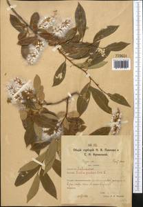 Salix pentandra L., Middle Asia, Northern & Central Kazakhstan (M10) (Kazakhstan)