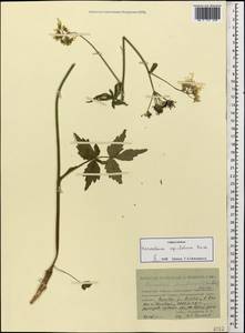 Heracleum apiifolium Boiss., Caucasus, Stavropol Krai, Karachay-Cherkessia & Kabardino-Balkaria (K1b) (Russia)