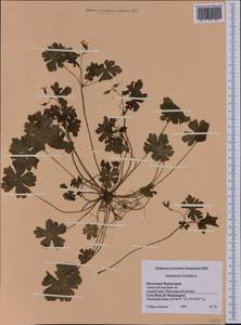 Geranium lucidum L., Western Europe (EUR) (Montenegro)