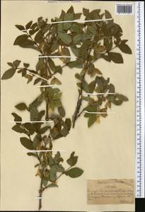 Lonicera hispida Pall. ex Roem. & Schult., Middle Asia, Northern & Central Tian Shan (M4) (Kazakhstan)