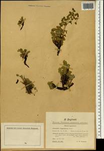 Potentilla cappadocica Boiss., South Asia, South Asia (Asia outside ex-Soviet states and Mongolia) (ASIA) (Turkey)