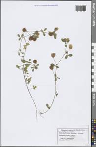 Trifolium campestre Schreb., Eastern Europe, Middle Volga region (E8) (Russia)