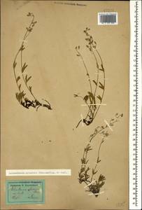 Helianthemum orientale (Grosser) Juz. & Pozdeeva, Caucasus, Dagestan (K2) (Russia)