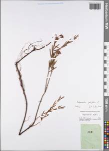 Andromeda polifolia L., Eastern Europe, Central forest-and-steppe region (E6) (Russia)