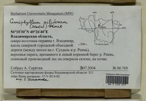 Cirriphyllum piliferum (Hedw.) Grout, Bryophytes, Bryophytes - Middle Russia (B6) (Russia)
