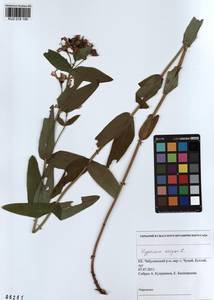 KUZ 018 156, Hypericum ascyron, Siberia, Altai & Sayany Mountains (S2) (Russia)