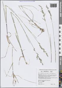 Poa raduliformis Prob., Siberia, Baikal & Transbaikal region (S4) (Russia)