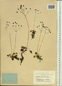 Micranthes melaleuca (Fischer) Losinsk., Siberia, Altai & Sayany Mountains (S2) (Russia)