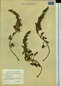 Artemisia littoricola Kitam., Siberia, Russian Far East (S6) (Russia)