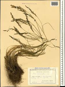 Poa nemoralis L., Caucasus, Georgia (K4) (Georgia)
