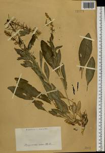 Macropodium nivale (Pall.) W.T. Aiton, Siberia, Western (Kazakhstan) Altai Mountains (S2a) (Kazakhstan)