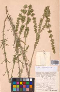 Silene borysthenica (Gruner) Walters, Eastern Europe, Lower Volga region (E9) (Russia)