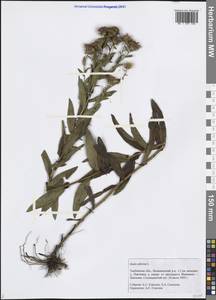 Pentanema salicinum subsp. salicinum, Eastern Europe, Central forest-and-steppe region (E6) (Russia)