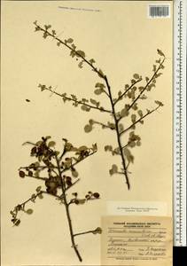 Cotoneaster nummularius Fisch. & C. A. Mey., South Asia, South Asia (Asia outside ex-Soviet states and Mongolia) (ASIA) (Turkey)