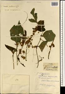 Cuscuta australis R. Br., South Asia, South Asia (Asia outside ex-Soviet states and Mongolia) (ASIA) (China)