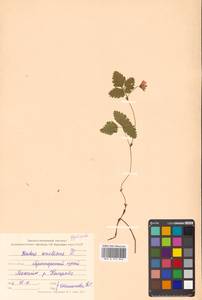 Rubus arcticus L., Siberia, Russian Far East (S6) (Russia)