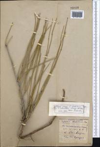 Ephedra strobilacea Bunge, Middle Asia, Syr-Darian deserts & Kyzylkum (M7) (Not classified)