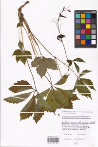 Parthenocissus quinquefolia (L.) Planch., Eastern Europe, Moscow region (E4a) (Russia)