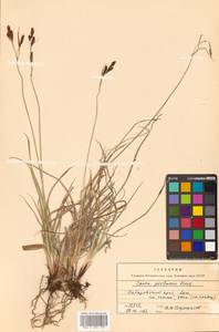 Carex aterrima Hoppe, Siberia, Russian Far East (S6) (Russia)