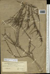 Atraphaxis spinosa L., Eastern Europe, Lower Volga region (E9) (Russia)