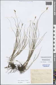 Carex praecox Schreb., Eastern Europe, Central forest-and-steppe region (E6) (Russia)