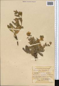 Convolvulus lineatus L., Middle Asia, Pamir & Pamiro-Alai (M2) (Kyrgyzstan)