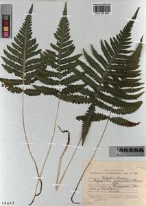 Phegopteris connectilis (Michx.) Watt, Siberia, Altai & Sayany Mountains (S2) (Russia)