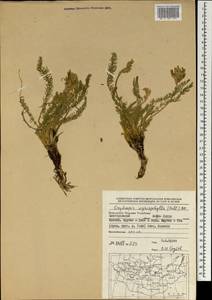 Oxytropis myriophylla (Pall.) DC., Mongolia (MONG) (Mongolia)