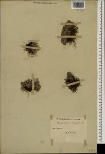 Omalotheca supina (L.) DC., Caucasus (no precise locality) (K0)