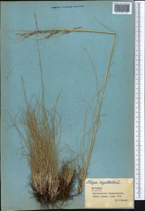 Stipa capillata L., Middle Asia, Northern & Central Tian Shan (M4) (Kyrgyzstan)