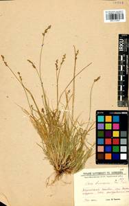 Carex brunnescens (Pers.) Poir., Siberia, Baikal & Transbaikal region (S4) (Russia)