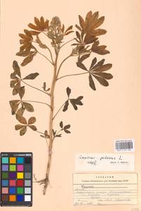 Lupinus pilosus L., Eastern Europe, Moscow region (E4a) (Russia)