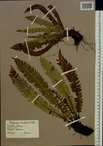 Polystichum lonchitis (L.) Roth, Eastern Europe, Northern region (E1) (Russia)