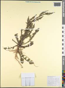 Crepis setosa Hallier fil., Caucasus, Black Sea Shore (from Novorossiysk to Adler) (K3) (Russia)