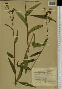 Lactuca sibirica (L.) Maxim., Siberia, Yakutia (S5) (Russia)