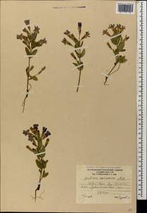 Gentianella caucasea (Loddiges ex Sims) J. Holub, Caucasus, South Ossetia (K4b) (South Ossetia)