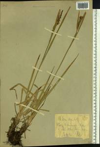 Carex aquatilis var. minor Boott, Eastern Europe, Northern region (E1) (Russia)