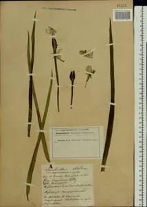 Stratiotes aloides L., Eastern Europe, Moscow region (E4a) (Russia)