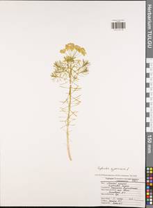 Euphorbia cyparissias L., Eastern Europe, Central region (E4) (Russia)