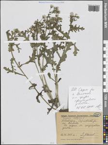Senecio vulgaris L., Eastern Europe, Volga-Kama region (E7) (Russia)