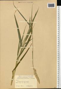 Phalaris arundinacea L., Eastern Europe, Lithuania (E2a) (Lithuania)