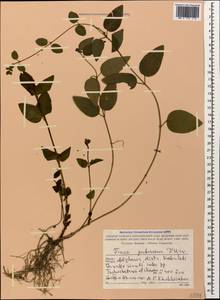 Vinca major subsp. hirsuta (Boiss.) Stearn, Caucasus, Georgia (K4) (Georgia)