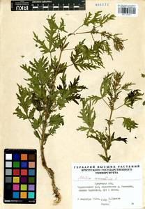 Urtica cannabina L., Siberia, Baikal & Transbaikal region (S4) (Russia)