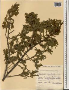 Juniperus oxycedrus L., South Asia, South Asia (Asia outside ex-Soviet states and Mongolia) (ASIA) (Syria)