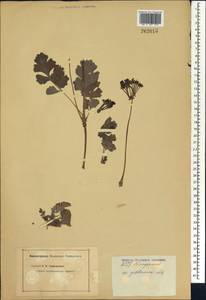 Pelargonium gibbosum (L.) L'Her. ex [Soland.], Africa (AFR) (Not classified)