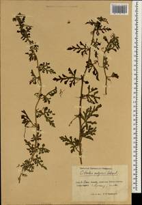 Citrullus lanatus (Thunb.) Matsumura & Nakai, South Asia, South Asia (Asia outside ex-Soviet states and Mongolia) (ASIA) (China)