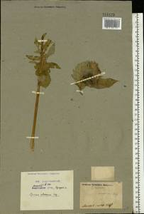 Cirsium oleraceum (L.) Scop., Eastern Europe, Moscow region (E4a) (Russia)