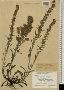 Omalotheca sylvatica (L.) Sch. Bip. & F. W. Schultz, Caucasus, North Ossetia, Ingushetia & Chechnya (K1c) (Russia)